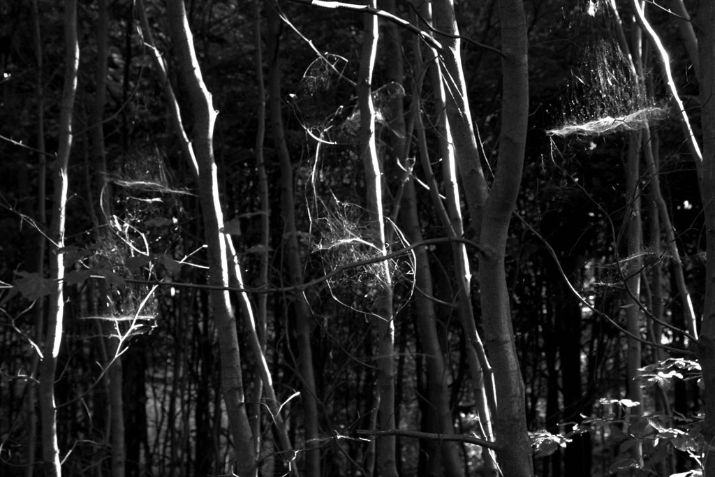 Wald spinnweben
